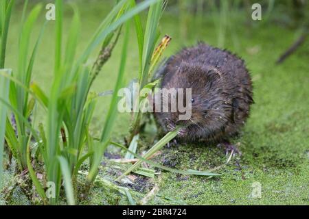 Topo de agua del Norte (Arvicola terrestris)