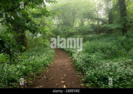 Un camino a través de Ramsons (Allium ursinum) o ajo salvaje en flor en Mendip Lodge Wood en la zona de Mendip Hills de la belleza natural excepcional, North Somerset, Inglaterra.