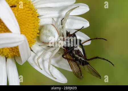 Araña de cangrejo femenina - Misumena vatia en Ox Eye Daisy - Leusanthemum vulgare con presa de mosca Foto de stock