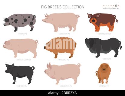 Recolección de razas de cerdo 6. Animales de granja. Diseño plano. Ilustración vectorial Ilustración del Vector