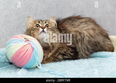 El felino suave y sin ninos se encuentra al lado de un gran enredos de lana y mira hacia arriba Foto de stock