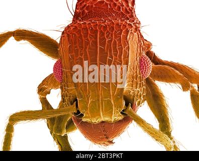 ANT cabeza. Micrografía electrónica de barrido coloreada (SEM) de la cabeza de una hormiga (familia Formicidae) que muestra sus ojos compuestos grandes (rojo) y mandíbulas. Ampliación: x50 cuando se imprime 10 centímetros de ancho.