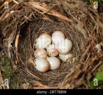 European Robin, Erithacus rubecula, nido con ocho huevos, Queen's Park, Londres, Reino Unido