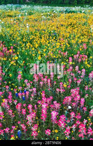 Flores silvestres de pinceles indios en primer plano, girasoles, amapolas blancas y algunos aráncetes, primavera, Goliad State Park, Texas, EE.UU Foto de stock