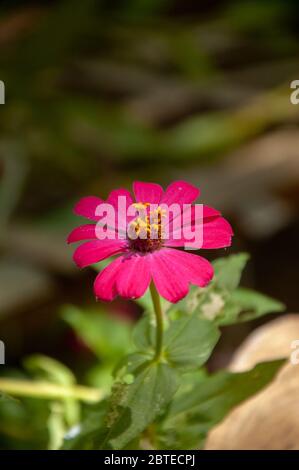 flor de zinnia rosa de cerca Foto de stock