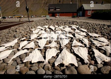 pescado seco de islandia Foto de stock