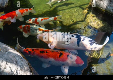 Estanque Koi. Hermosos peces koi multicolores nadando en el estanque. Agua limpia, piedras, hermosas reflexiones, y apetece pescado