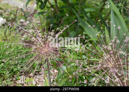 Allium schubertii - cebolla ornamental. Foto de stock