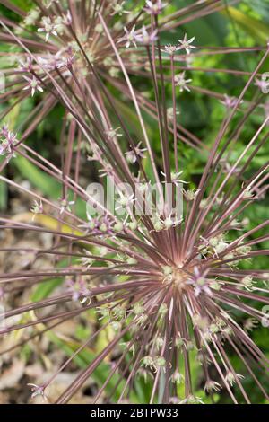 Allium schubertii - cebolla ornamental. Foto de stock