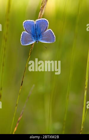 Mariposa alada de gossámer (Lycaenidae) sentada sobre una hoja de hierba, Istria, Croacia Foto de stock