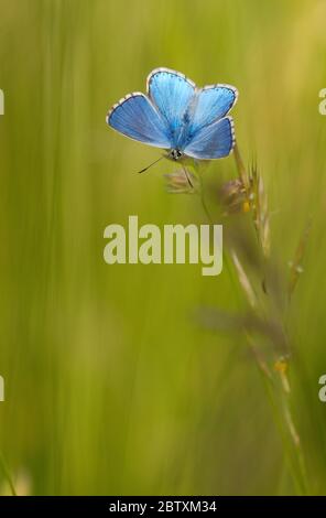Mariposa alada de gossámer (Lycaenidae) sentada sobre una hoja de hierba, Istria, Croacia Foto de stock