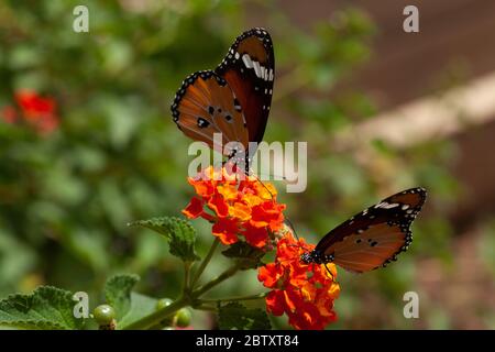 Dos Tigres Plain (Danaus chrysippus) AKA Mariposas Monarca africanas en una flor Lantana (verbena) fotografiada en Israel, en septiembre Foto de stock