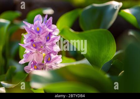 Agua brasileña Hyacinth flor. Flora en la isla de Bali. Indonesia Foto de stock
