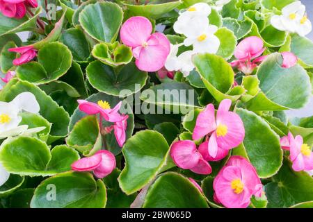 Muchas hermosas flores de begonia semperflorens (Wax begonia, Begonia  conchita) cerca. Pétalos y hojas rosas y pistilos amarillos. Espalda  orgánica natural Fotografía de stock - Alamy