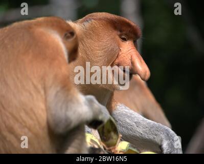 El mono proboscis está comiendo plátanos Foto de stock