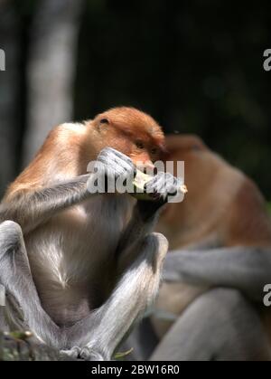 El mono proboscis está comiendo plátanos Foto de stock