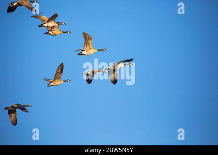 Gansos adultos de canadá (Branta canadensis) volando en una formación V en un cielo azul, Wausau, Wisconsin, horizontal Foto de stock