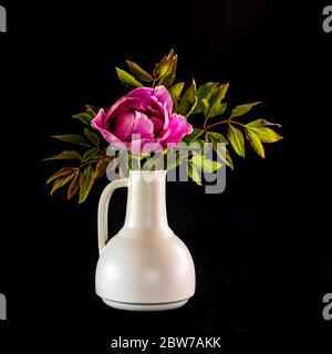 La hermosa y suntuosa peonía de árboles floridos (Paeonia rockii o Paeonia sufruticosa rockii) en un jarrón blanco sobre fondo negro. Una flor con un Foto de stock