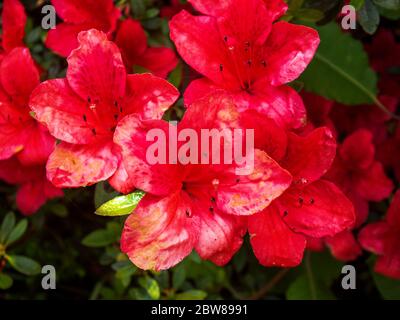 Imagen de hermosas flores de azalea roja en plena floración. Foto de stock