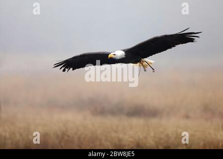 El Águila Balda Americana es un símbolo de poder, fuerza, libertad y desierto en América. Haliaeetus leucocephalus