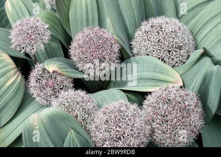 Turkestán Onion Allium carataviense Foto de stock