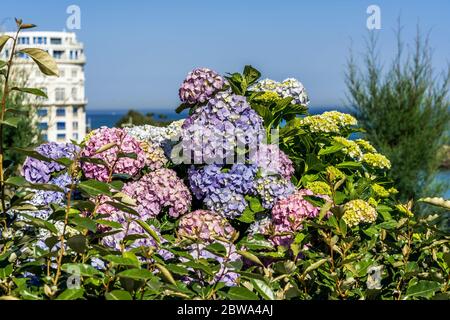 Flores de Hortensia en flor en Biarritz. Arquitectura urbana, rascacielos  de la ciudad, centro de la ciudad. Vacaciones, vacaciones. Fondo de viaje  escénico. Ver escena Fotografía de stock - Alamy