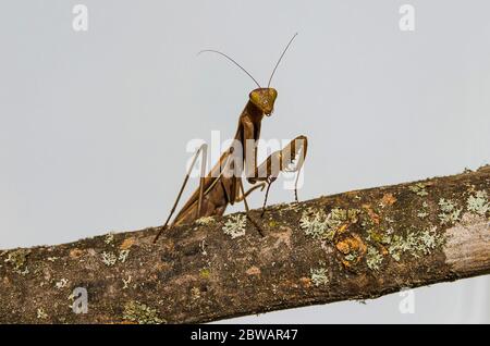 Brown mantis aislado sobre fondo blanco. Foto de stock