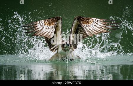 Una foto de vista frontal de un pez de caza de águilas pescadoras y saliendo de agua salpicada con sus alas esparcida en Sindian, Taipei