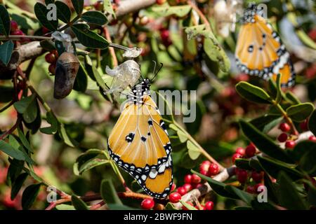 Dos Tigres Plain (Danaus chrysippus) AKA Mariposas Monarca africanas en una flor fotografiada en Israel, en agosto Foto de stock