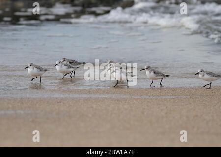 Sanderlings caminando en una playa de mar del norte de Portugal. Foto de stock