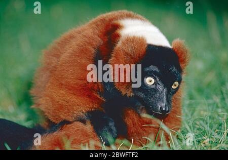 Lemur de rublo rojo, (Varecia variegata rubra,) del noreste de Madagascar. En peligro crítico. Foto de stock