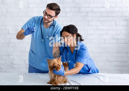 Veterinario profesional con asistente vacunando a un perro pequeño en clínica de animales, espacio en blanco para texto Foto de stock
