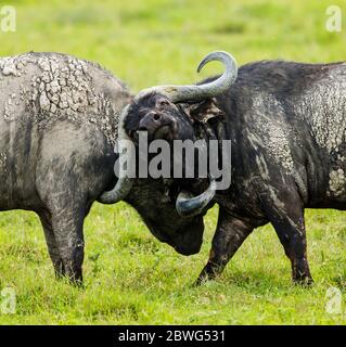Dos búfalos de cabo (Syncerus caffer), Área de Conservación de Ngorongoro, Tanzania, África Foto de stock