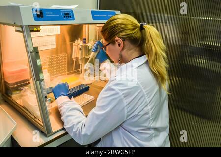 Preparación de muestras para el diagnóstico de PCR. El investigador en una caja laminar pipeteó las muestras en una placa de PCR de 96 pocillos.