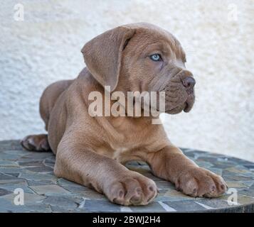 Cachorro mastín italiano delante de un fondo blanco