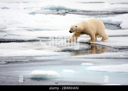 El oso polar (Ursus maritimus), caminando sobre témpanos de hielo, Noruega, Svalbard Foto de stock