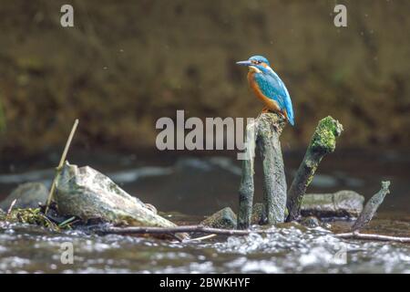 río Kingfisher (Alcedo Atthis), macho perchando en madera muerta en un arroyo, vista lateral, Alemania Foto de stock