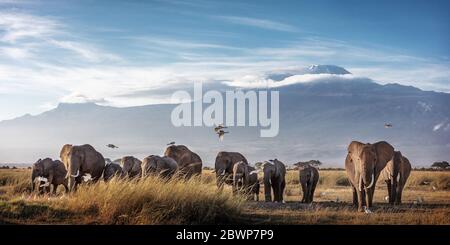 Gran rebaño familiar de elefantes africanos caminando frente al Monte Kilimanjaro en Amboseli, Kenia África Foto de stock