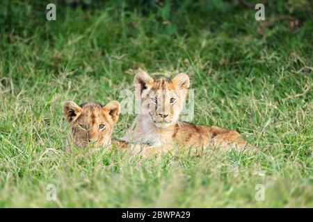 Dos cubas de león lindas yacen juntos en los pastizales de Kenia, África
