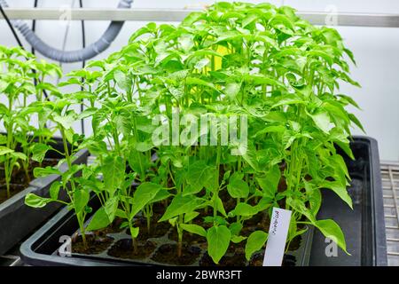Chili Plants, Cámara de cultivo in vitro, Investigación forestal y medioambiental, Araba, país Vasco, España
