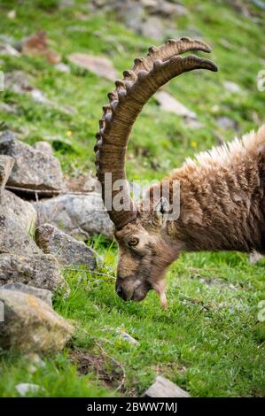 retrato de un impresionante ibex macho en Engadine Foto de stock