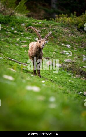 Impresionante Ibex macho en Engadine Foto de stock