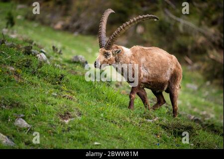 impresionante ibex alpino en los alpes suizos Foto de stock