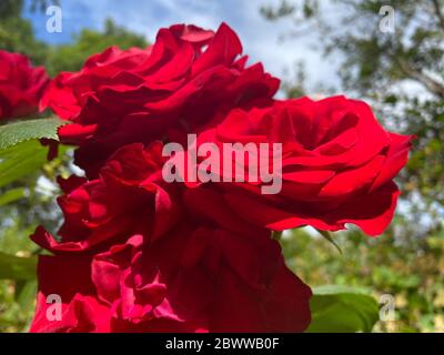 A tiempo Joven Reproducir Rosas rojas carmesí y hojas. La flor favorita de los jardineros hace una  hermosa exhibición en un jardín en Surrey, Inglaterra Fotografía de stock -  Alamy