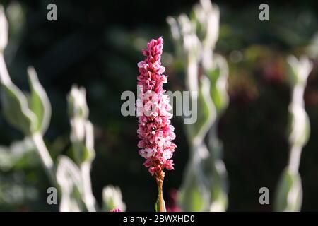 Primer plano de flores rosadas de la hierba de la nudosa bistorta affinis superbum a la luz de la mañana, frente a fondo borroso en un jardín de campo Foto de stock