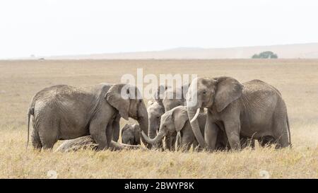 Rebaño de elefantes reuniéndose alrededor de un miembro de la familia muerto Serengeti Tanzania Foto de stock