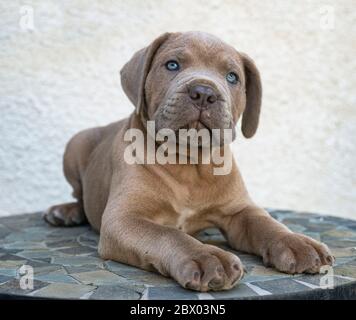 Cachorro mastín italiano delante de un fondo blanco