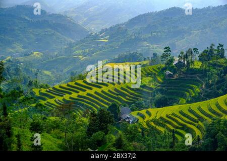Vietnam, Ha Giang, Hoang Su Phi, campos de arroz terraza Foto de stock