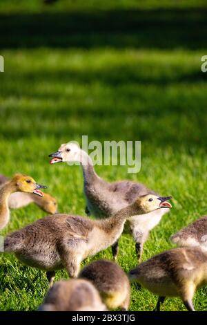 Ganso canadiense (Branta canadensis) goslings hablando con sus lenguas en la primavera, vertical