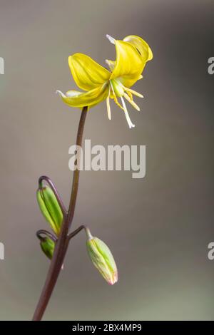 Tuolumne fawn-Lily, Erythronium tuolumnense, California (en cultivo). Familia Liliaceae Foto de stock